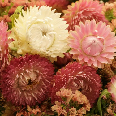 Tall Strawflower Mixture Flower, 16th Century Heirloom